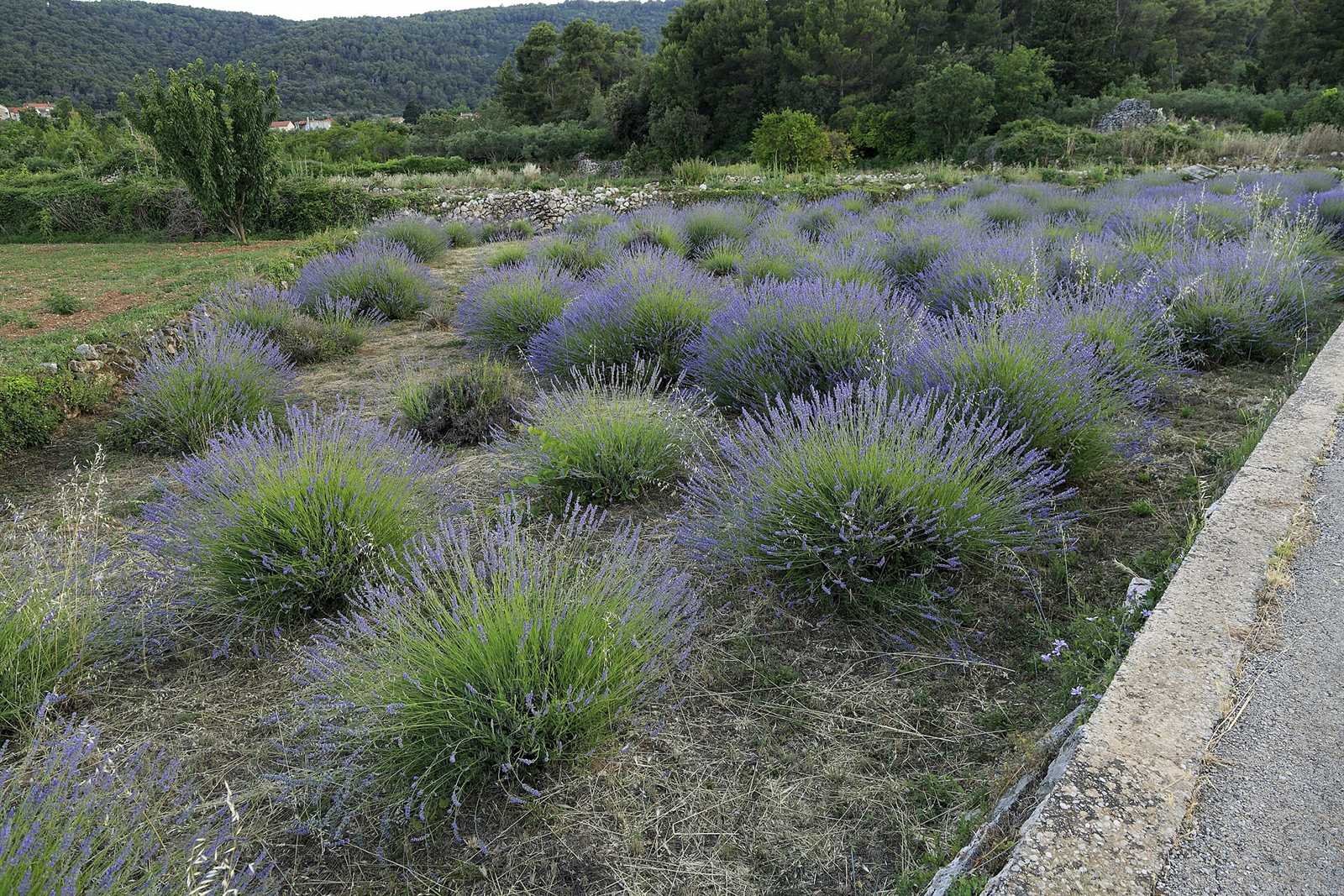 Lavender and stone villages · 6 km